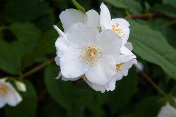 close-up: bowl-shaped white flowers of sweet mock orange