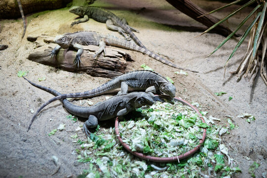 background of wild lizards, iguanas are eating
