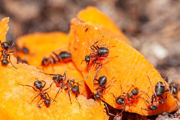 Ants help together to lift pieces of carrot back to its hive, teamwork concept.