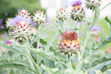 green tropical plant, purple flower