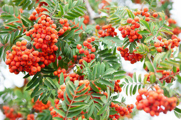 Red rowanberry berries on a tree