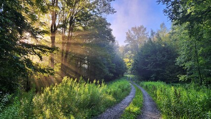 Morning Sun Rays Through the Forest by a Curved Road