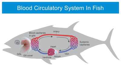 Blood Circulatory System In Fish. Education related to blood circulatory system in fish.