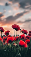 Obraz premium Field of red poppies at sunset