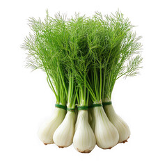 Fennel isolated on a transparent background png file no background_4 png file