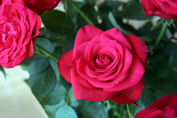 Bouquet of red garden roses.Close-up. Blurred floral background