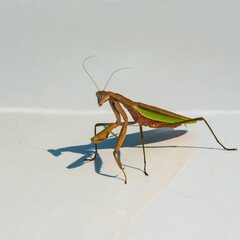 A praying mantis on a white car hood.