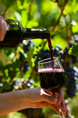 Winemaker is pouring a glass of red wine from a bottle in the vineyard
