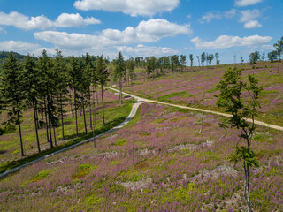 Luftbilder einer Blumenwiese im Wald des Taunus, Hessen Deutschland im Sommer