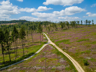 Obraz premium Luftbilder einer Blumenwiese im Wald des Taunus, Hessen Deutschland im Sommer
