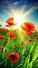 Obraz premium Poppy flower 