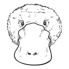Vector Sketch of Duckbill Face. Platypus Outline Illustration