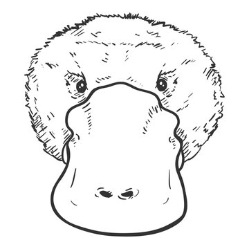 recommend clip art: Vector Sketch of Duckbill Face. Platypus Outline Illustration