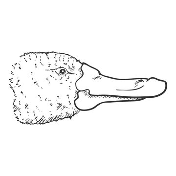 recommend clip art: Vector Sketch of Duckbill Face. Platypus Outline Illustration