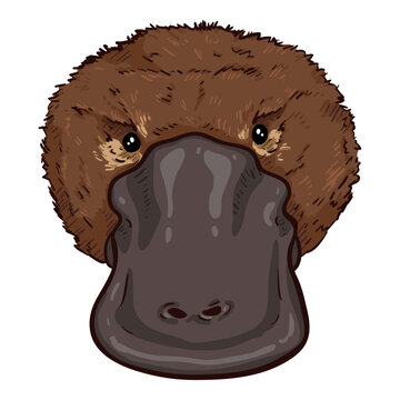 recommend clip art: Vector Cartoon of Duckbill Face. Platypus Color Illustration