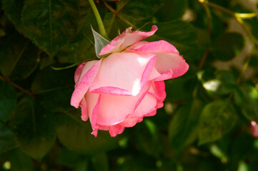 close-up: unexpanded bloom Rosa Handel rose flower creamy white petals with rose-pink edges