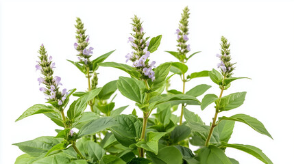 Obraz premium Close-up of a Flowering Herb Plant with Green Leaves and Lavender Flowers.