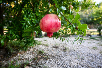 Single ripe pomegranate is hanging from the branch of a tree growing in an orchard