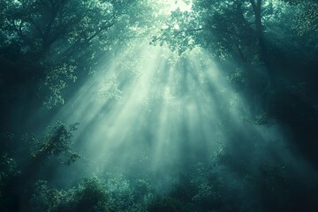 Fototapeta premium A peaceful morning scene of a misty forest with soft diffused light filtering through the trees