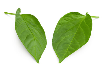 Sweet pepper leaf closeup isolated on white background