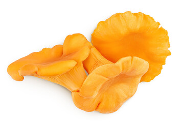 Chanterelle mushroom isolated on a white background. Top view. Flat lay