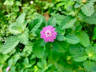 pink and green