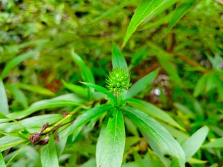 close up of a plant