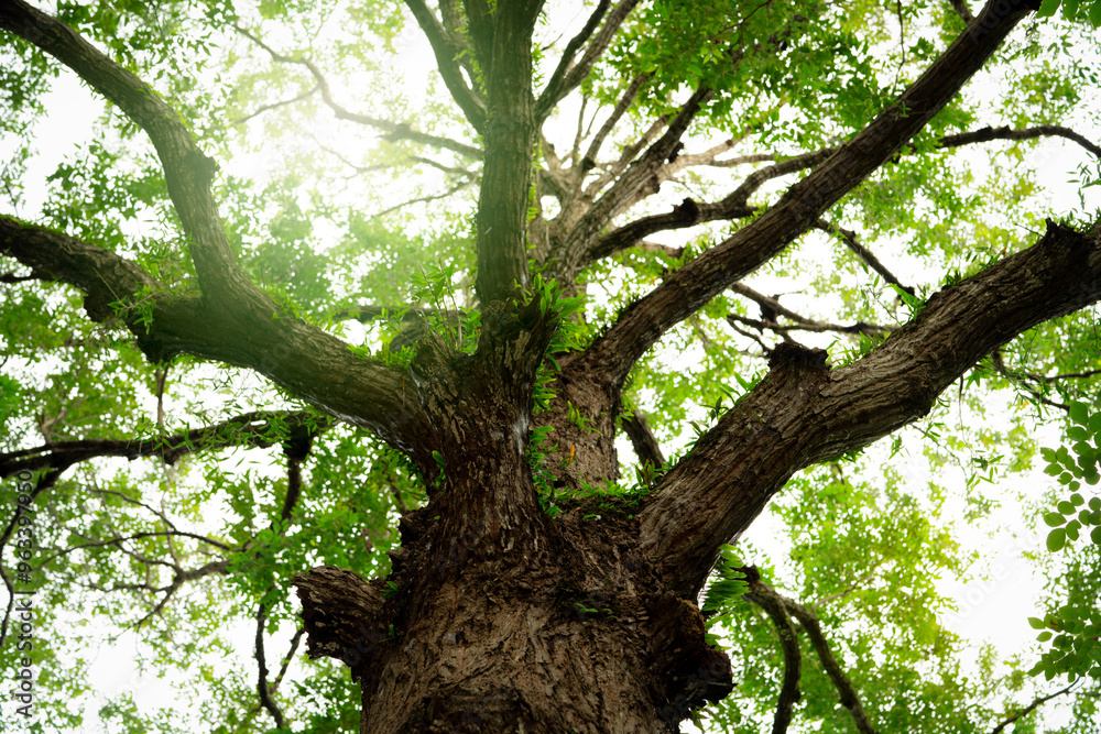Canvas Prints old tree with branches in the forest, representing nature's carbon sequestration process. tropical f