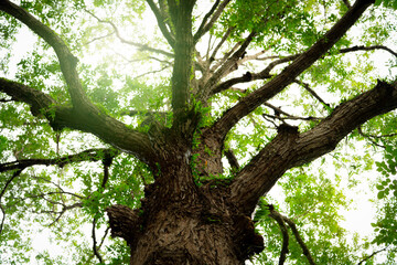 Old tree with branches in the forest, representing nature's carbon sequestration process. Tropical forest on summer day. Environmental sustainability and oxygen production in lush green ecosystem.