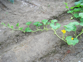 Pumpkin ivy with flowers growing                            