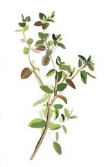 Stylized Green Herb Branch on White Background
