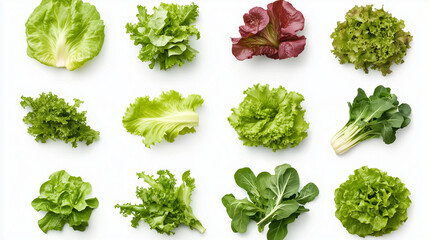 Assorted Lettuce and Greens Isolated on White Background.
