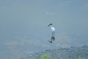 Black Ibis in Tranquil Waters with Perfect Reflection 