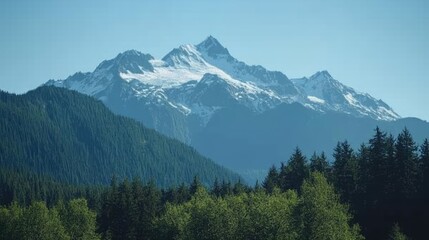 Fototapeta premium Snow-capped peaks of the Cascades, with a dense forest in the foreground and a clear blue sky above