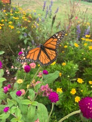 monarch butterfly on a flower garden 