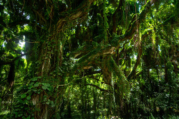 Trees in a street next to the jungle in West Maui close to the ocean