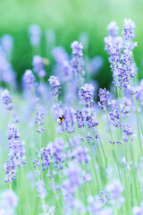 Nature background with spring flowers. Selective and soft focus. Close up.	