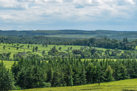 Kericho Landscape