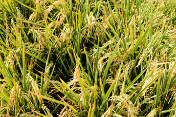 Rice fields or paddy field prepare the harvest. Close up of yellow green rice field