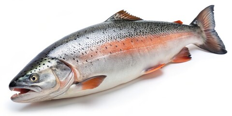 Fototapeta premium Freshwater Salmon Isolated on White Background, Salmon, Fish, Seafood