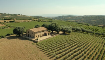 Naklejka premium An aerial shot capturing a picturesque farmhouse nestled among expansive vineyards in the Tuscan countryside. The sunlit landscape of rolling hills and neatly arranged vines embodies the charm and