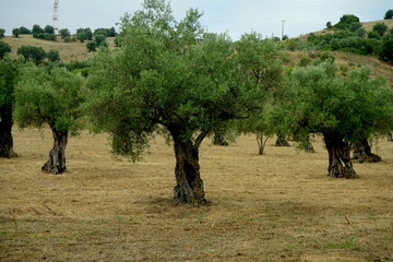 Olivenbaum