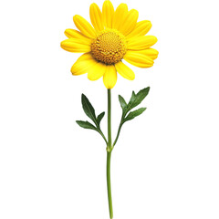 Obraz premium Yellow Daisy Flower on Stem