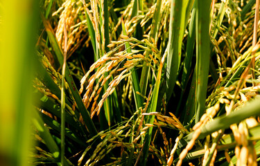 Rice fields or paddy field prepare the harvest. Close up of yellow green rice field