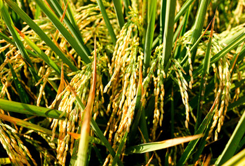 Rice fields or paddy field prepare the harvest. Close up of yellow green rice field