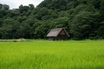 Obraz premium 夏の白川郷, 岐阜県 