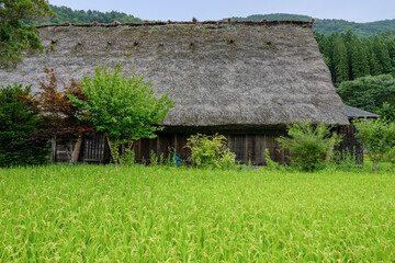 Obraz premium 夏の白川郷, 岐阜県 