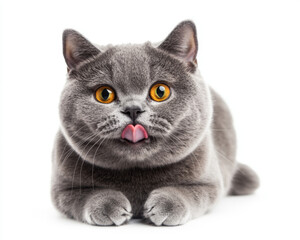 British shorthair cat is looking at the camera with its tongue out