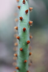 kaktus Opuntia macrorhiza Montgomery Co. Kansas opuncja
