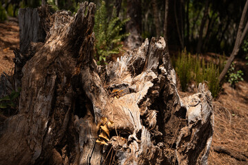 A large tree stump with mushrooms growing out of it. The stump is surrounded by a forest of trees and bushes